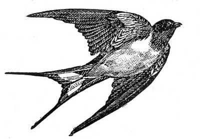 Free Clip Art of a Swallow