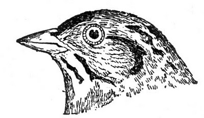 Free Vintage Bird Head Clip Art