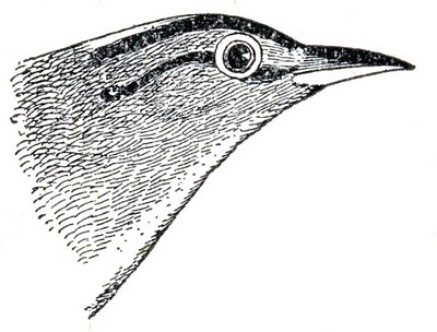 Free Vintage Graphic of a Bird Head