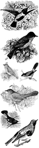 25 Free Vintage Bird Drawings