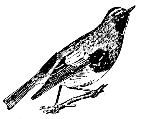 Free Vintage Bird Graphic -- Audurons Warbler