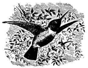 Free Vintage Bird Graphic -- Black Chinned Humming Bird