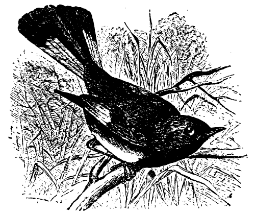Free Vintage Bird Graphic -- The American Redstart