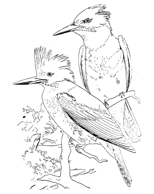 Free Vintage Bird Graphic -- The Belted Kingfisher