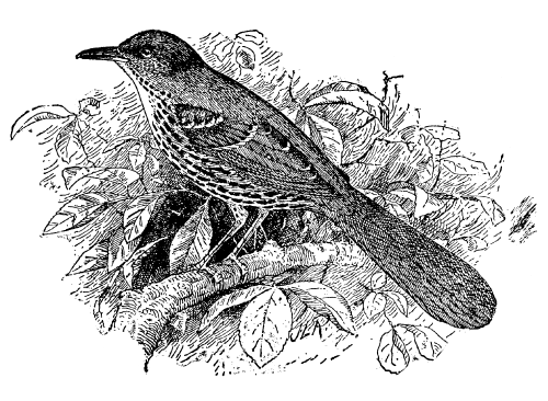 Free Vintage Bird Graphic -- The Brown Thrasher