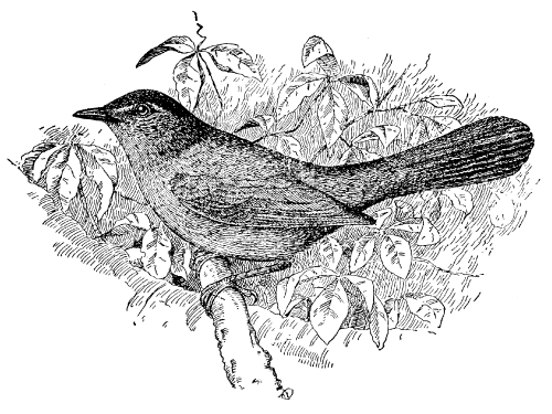 Free Vintage Bird Graphic -- The Catbird