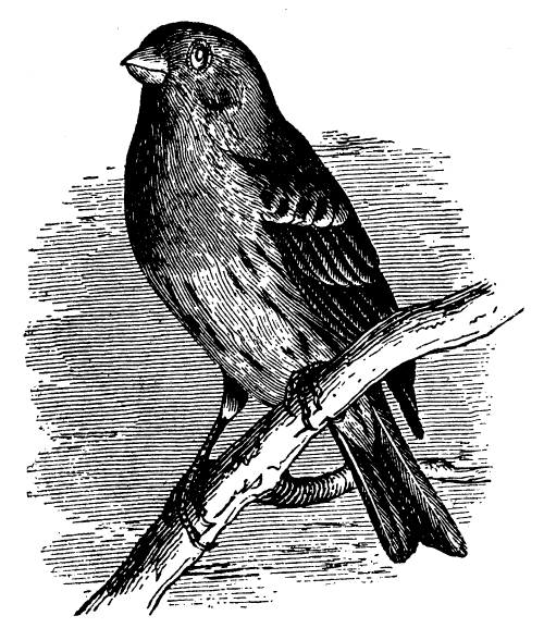 Free Vintage Bird Graphic -- The House Finch or linnet