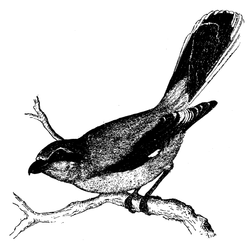 Free Vintage Bird Graphic -- The Shrike