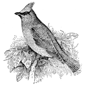 Free Vintage Bird Graphic -- The Waxwing