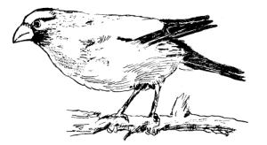 Free Vintage Bird Graphic -- The Western Evening Grosbeak