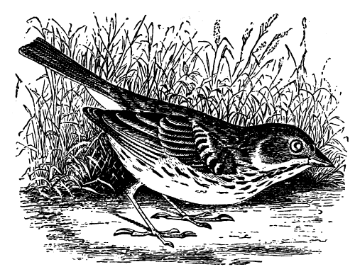 Free Vintage Bird Graphic -- The Western Vesper Sparrow