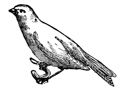 free vintage digital stamp_canary bird