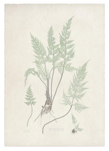 Free Botanical Prints