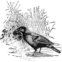 Free Vintage Bird Graphic -- The Bower Bird -- fabnfree.com