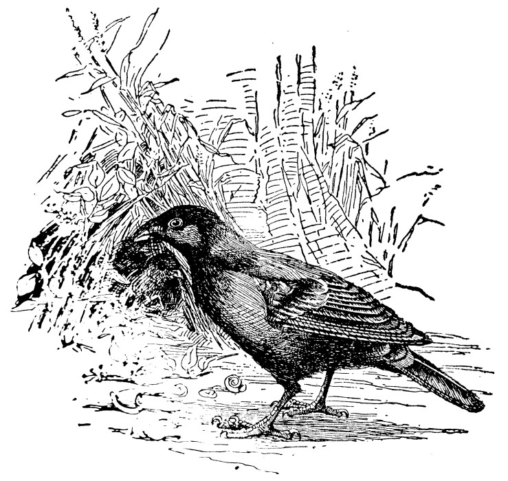 Free Vintage Bird Graphic -- The Bower Bird -- fabnfree.com