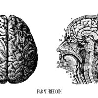 Free Vintage Brain Graphics // fabnfree.com