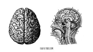 Free Vintage Brain Graphics // fabnfree.com
